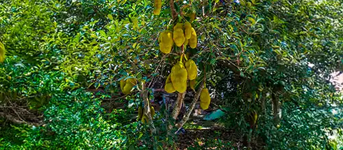 Jackfruit Tree