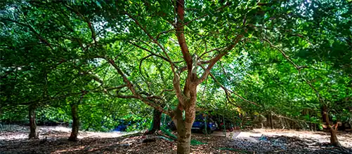 Zanabal Copal Tree
